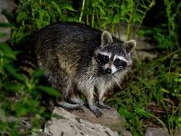 Procyon lotor 69, Wasbeer, Saxifraga-Bart Vastenhouw