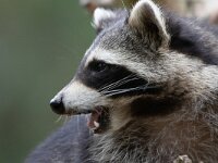 Procyon lotor 72, Wasbeer, Saxifraga-Luc Hoogenstein