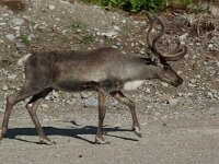Rangifer tarandus 10, Rendier, Saxifraga-Willem van Kruijsbergen