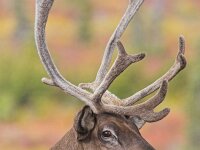 Rangifer tarandus 15, Rendier, Saxifraga-Martin Mollet