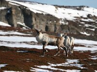 Rangifer tarandus 29, Rendier, Saxifraga-Bart Vastenhouw