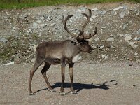 Rangifer tarandus 6, Rendier, Saxifraga-Willem van Kruijsbergen