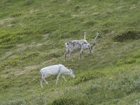 Rangifer tarandus 66, Rendier, Saxifraga-Willem van Kruijsbergen