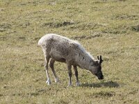 Rangifer tarandus 68, Rendier, Saxifraga-Willem van Kruijsbergen