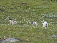 Rangifer tarandus 69, Rendier, Saxifraga-Willem van Kruijsbergen