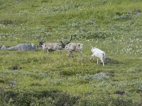Rangifer tarandus 70, Rendier, Saxifraga-Willem van Kruijsbergen