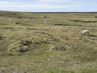 Rangifer tarandus 77, Rendier, Saxifraga-Willem van Kruijsbergen