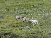 Rangifer tarandus 78, Rendier, Saxifraga-Willem van Kruijsbergen