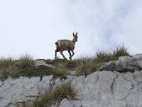 Rupicapra parva 16, Cantabrische gems, Saxifraga-Willem van Kruijsbergen