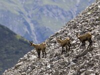 Rupicapra rupicapra 14, Gems, Saxifraga-Mark Zekhuis