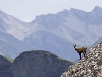 Rupicapra rupicapra 8, Gems, Saxifraga-Mark Zekhuis