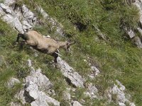 Rupicapra rupicapra 9, Gems, Saxifraga-Mark Zekhuis