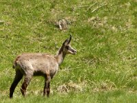 Rupicapra rupicapra 15, Gems, Saxifraga-Harry van Oosterhout : zoogdier, gems, Italië, bergen