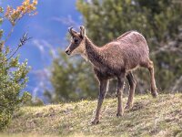 Chamois looking at camera  Pyrenean Chamois (Rupicapra rupicapra) is a species of goat antelope native to mountains in Europe, including the European Alps, the Pyrenees, the Carpathians, the Tatra Mountains, the Balkans, the Rila - Rhodope massif, parts of Turkey and Caucasus : alpine, alps, animal, aragon, beautiful, brown, chamois, cute, europe, european, fauna, fur, game, goat, grass, green, habitat, high, hiking, horn, huesca, hunt, landscape, mammal, mountain, national, natural, nature, one, ordesa, outdoor, park, portrait, pyrenees, rock, rupicapra, rupicapra rupicapra, slovakia, stone, summer, top, travel, valley, walk, wild, wild animals, wilderness, wildlife, young