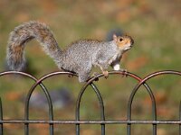 Sciurus carolinensis