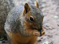 Sciurus niger 2, Saxifraga-Bart Vastenhouw