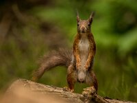 Sciurus vulgaris 193, Eekhoorn, adult, Putte (B), Saxifraga-Theo Verstrael