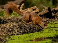 Sciurus vulgaris 195, Eekhoorn, adult, Putte (B), Saxifraga-Theo Verstrael
