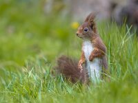 Red squirrel in lawn  Red Squirrel (Sciurus vulgaris) standing upright in grass of backyard lawn and looking at camera : Netherlands, adorable, animal, autumn, background, beautiful, beauty, brown, bushy, close-up, closeup, creature, curious, cute, day, europe, fauna, fluffy, forest, funny, fur, furry, grass, green, hair, lawn, leaves, looking, mammal, meadow, natural, nature, one, outdoor, park, portrait, posing, pretty, red, rodent, season, sitting, small, squirrel, standing, summer, tail, wild, wildlife, young