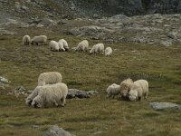 Sheep 15, Walliser Schwarznase 2, Saxifraga-Willem van Kruijsbergen
