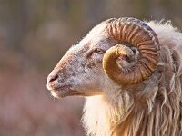 Male long-tailed sheep  Male long-tailed sheep portrait sideview : Drenthe, Netherlands, ancient, animal, aries, dutch, heath, heather, horn, landscape, long-tailed, male, mammal, moorland, ram, rural, sheep, shepherd, summer, sun, tradition, tree