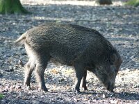 Sus scrofa 16, Wild zwijn, Saxifraga-Adrie Bakx