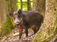 Wild boar  Wild boar (Sus scrofa) looking in the camera from the forest : Netherlands, animal, background, boar, bristles, brown, clearing, close up, closeup, colorful, creature, cute, dutch, ear, environment, eye, face, fauna, fear, forest, frosty, fur, grass, green, hair, head, hog, hunt, light, look, male, mammal, natural, nature, omnivores, opening, outdoor, outside, pig, portrait, snout, species, spring, stock, sus scrofa, thicket, tusk, tusker, wild, wild-hog, wildlife, wood