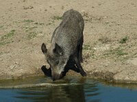 Sus scrofa 5, Wild zwijn, Saxifraga-Jan van der Straaten