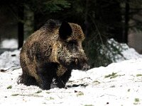 Sus scrofa 65, Wild zwijn, Saxifraga-Bart Vastenhouw