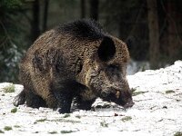 Sus scrofa 66, Wild zwijn, Saxifraga-Bart Vastenhouw