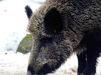 Sus scrofa 67, Wild zwijn, Saxifraga-Bart Vastenhouw