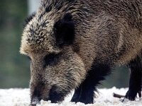 Sus scrofa 68, Wild zwijn, Saxifraga-Bart Vastenhouw