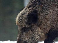 Sus scrofa 69, Wild zwijn, Saxifraga-Bart Vastenhouw