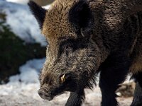Sus scrofa 70, Wild zwijn, Saxifraga-Bart Vastenhouw