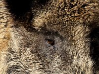 Sus scrofa 71, Wild zwijn, Saxifraga-Bart Vastenhouw