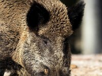 Sus scrofa 72, Wild zwijn, Saxifraga-Bart Vastenhouw
