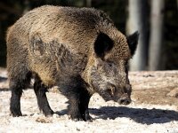 Sus scrofa 73, Wild zwijn, Saxifraga-Bart Vastenhouw