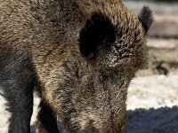 Sus scrofa 75, Wild zwijn, Saxifraga-Bart Vastenhouw