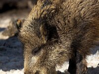 Sus scrofa 77, Wild zwijn, Saxifraga-Bart Vastenhouw