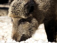 Sus scrofa 78, Wild zwijn, Saxifraga-Bart Vastenhouw