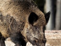 Sus scrofa 79, Wild zwijn, Saxifraga-Bart Vastenhouw