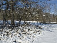 Sus scrofa 8, Wild zwijn, Saxifraga-Jan van der Straaten