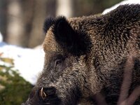 Sus scrofa 80, Wild zwijn, Saxifraga-Bart Vastenhouw