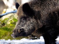 Sus scrofa 82, Wild zwijn, Saxifraga-Bart Vastenhouw