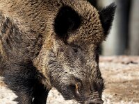 Sus scrofa 83, Wild zwijn, Saxifraga-Bart Vastenhouw