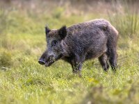 Wild boar foraging in grassland at dusk  Wild boar (Sus scrofa) foraging in field of grass at dusk. Young femal boar in National park Hoge Veluwe, Gelderland, the Netherlands. Wildlife scene in nature of Europe. : animal, black, boar, body, brown, calm, countryside, dangerous, dark, environment, europe, european, family, fauna, forage, foraging, forest, fur, game, grass, grazing, hair, hairy, hog, hunt, life, male, mammal, meadow, national, nature, old, omnivore, park, photography, pig, rural, summer, sus scrofa, swine, tree, trophy, wild, wild boar, wilderness, wildlife, woodland, woods