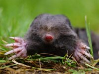 Talpa europaea 3, Mol, Saxifraga-Rudmer Zwerver