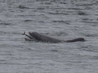 Tursiops truncatus 6, Tuimelaar, Saxifraga-Kees van Berkel : Blue Elephant, Schotland