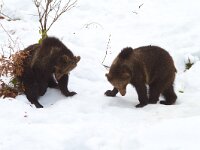 Ursus arctos 25, Bruine beer, Saxifraga-Jan Nijendijk