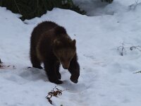 Ursus arctos 34, Bruine beer, Saxifraga-Jan Nijendijk